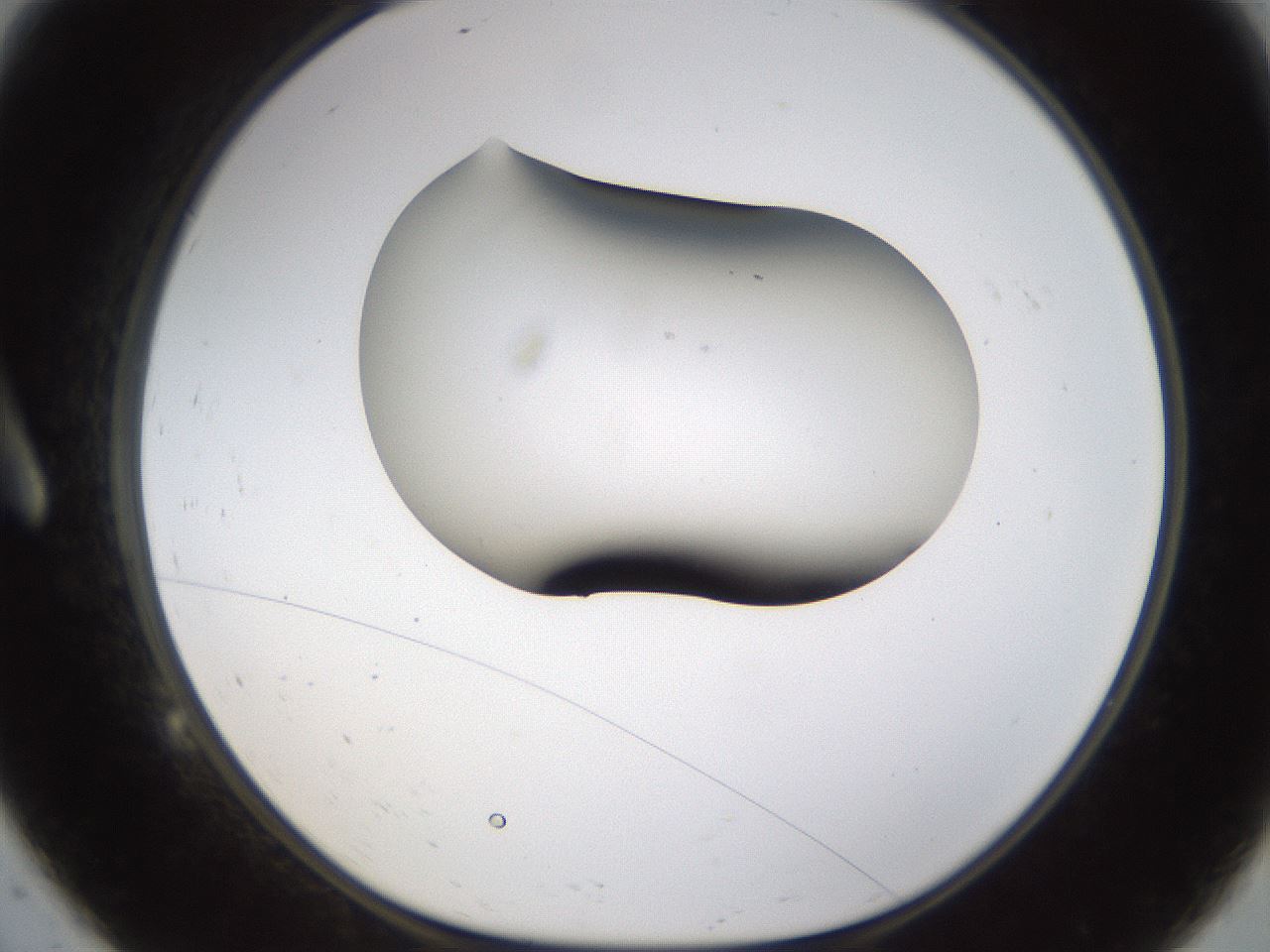folderID231_plateID1231_batchID3778_wellNum9_profileID1_d1_r70120_ef.jpg