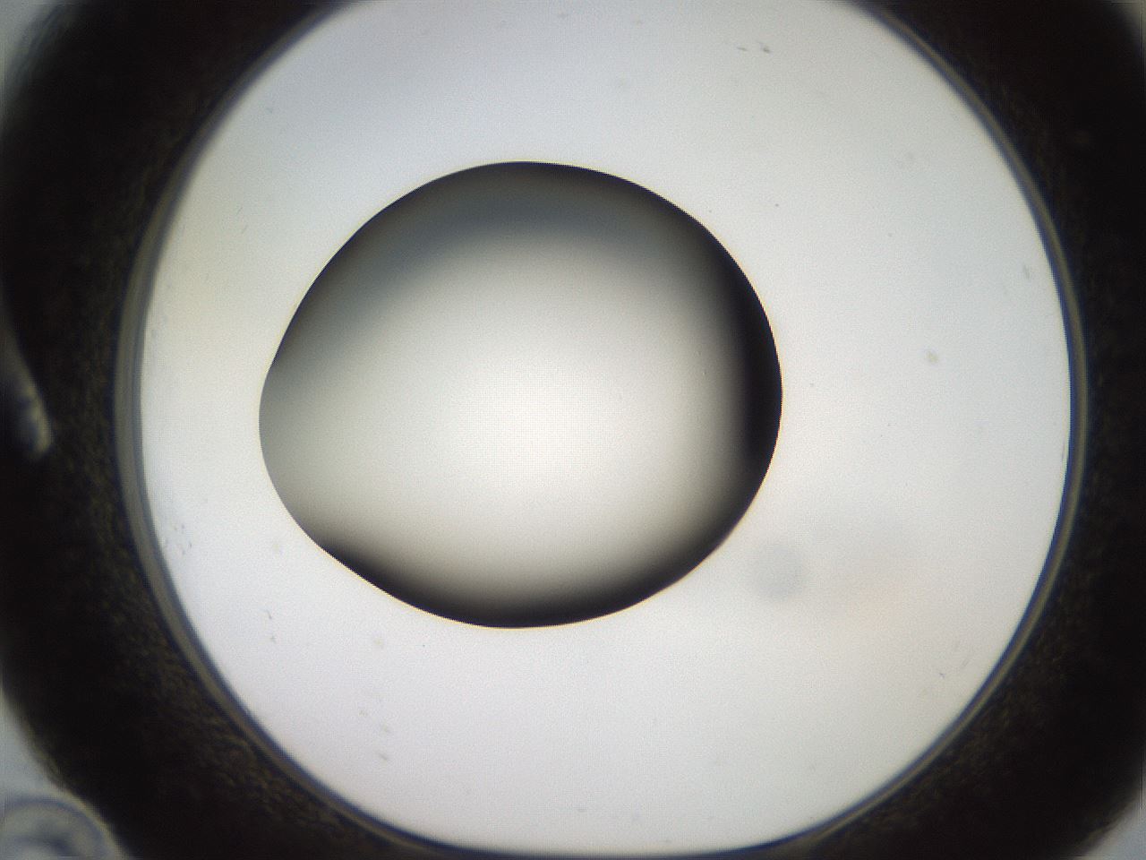 folderID233_plateID2233_batchID10121_wellNum10_profileID1_d1_r154276_ef.jpg