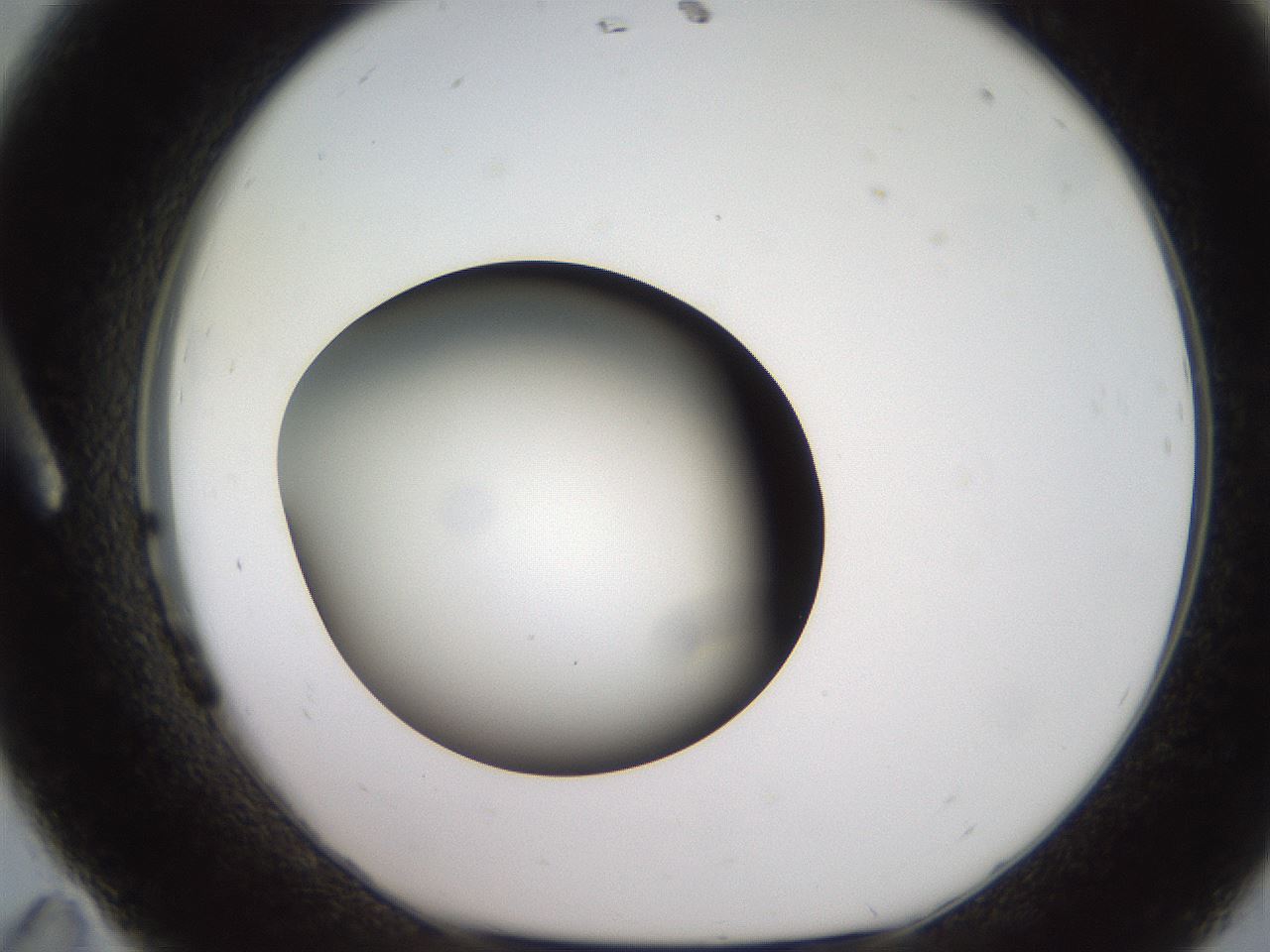 folderID233_plateID2233_batchID10121_wellNum11_profileID1_d1_r154277_ef.jpg