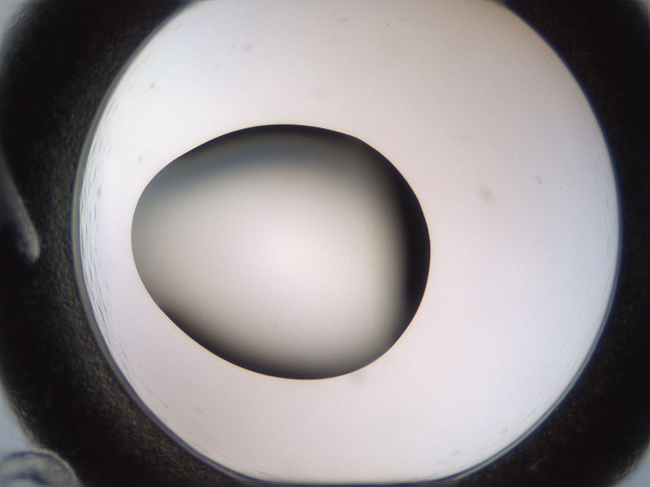 folderID233_plateID2233_batchID10121_wellNum12_profileID1_d1_r154278_ef.jpg
