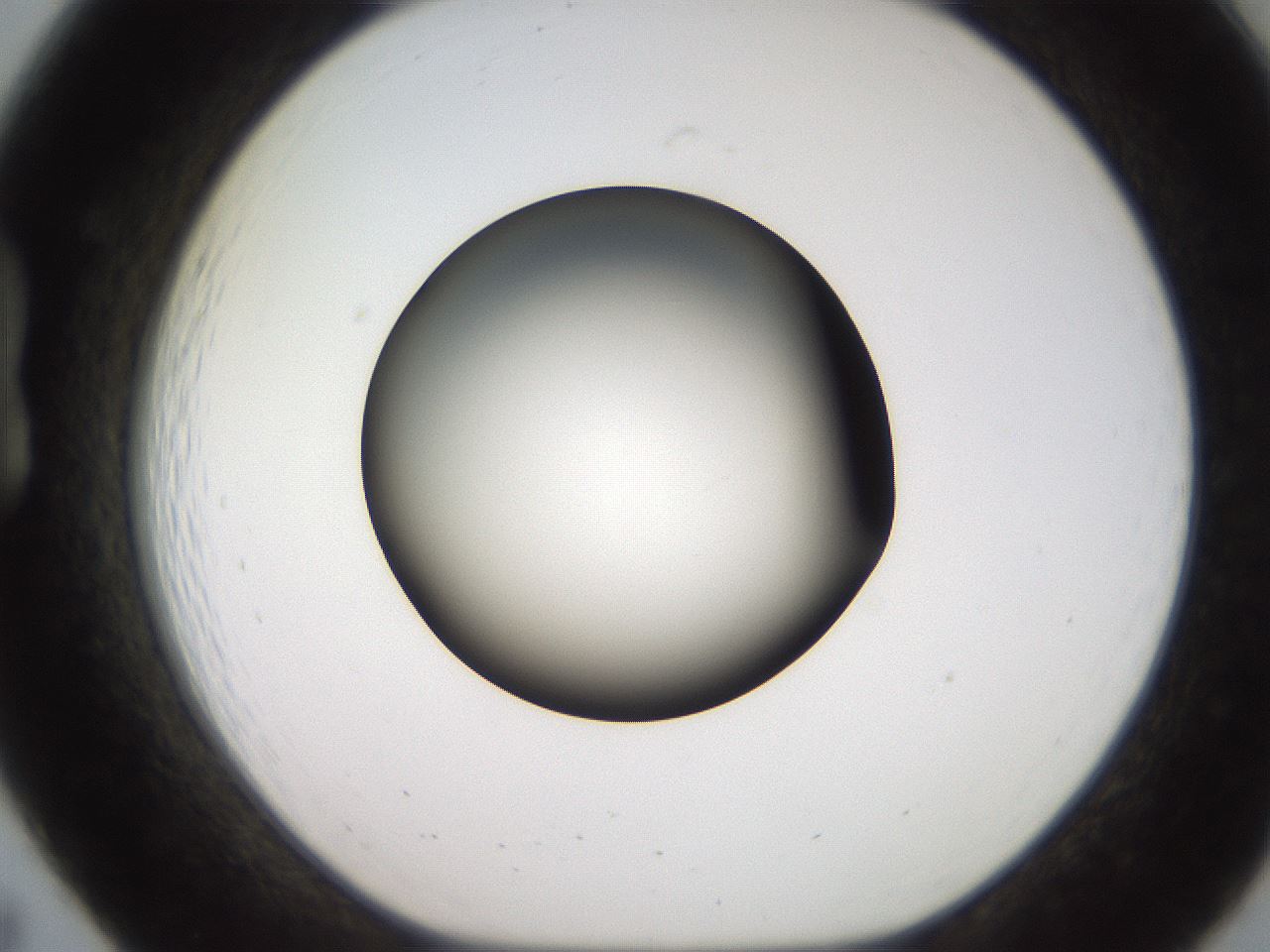 folderID233_plateID2233_batchID10121_wellNum19_profileID1_d1_r154285_ef.jpg