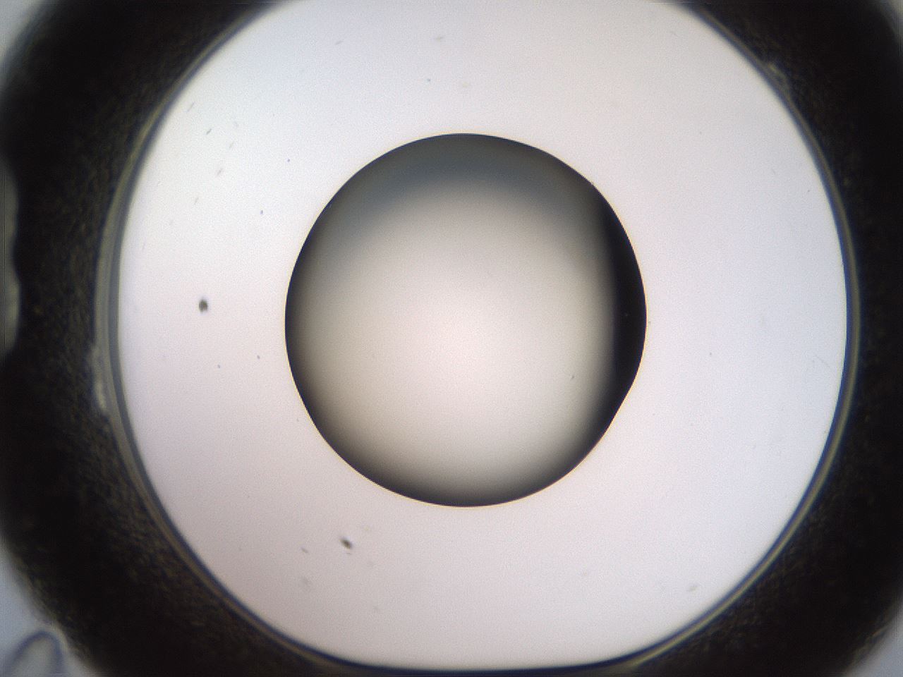 folderID233_plateID2233_batchID10121_wellNum23_profileID1_d1_r154289_ef.jpg