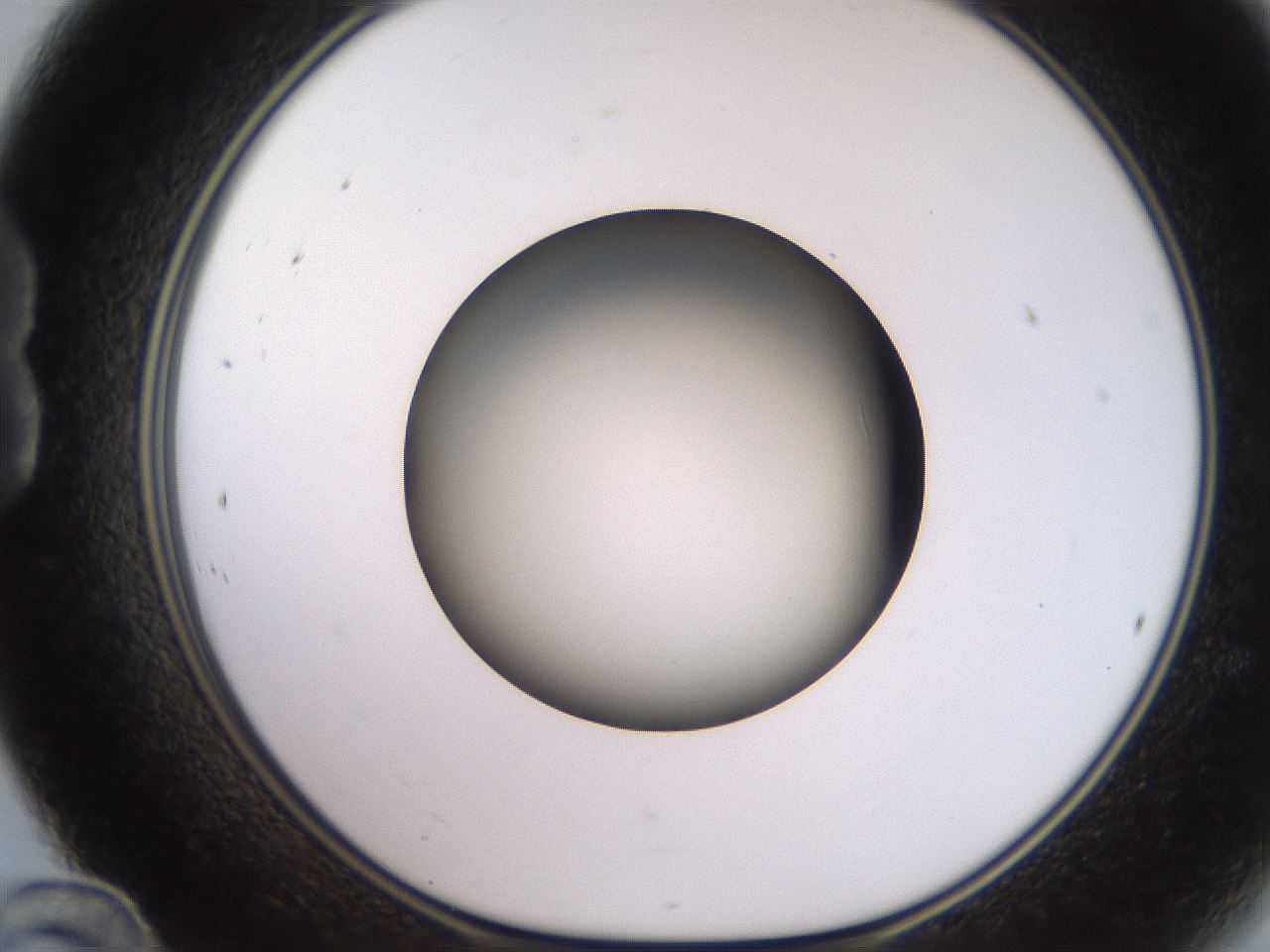 folderID233_plateID2233_batchID10121_wellNum24_profileID1_d1_r154290_ef.jpg