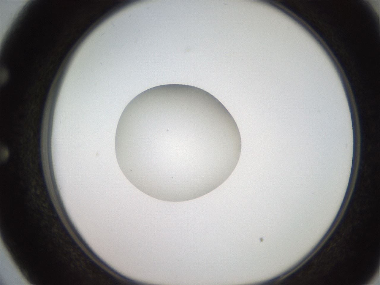 folderID233_plateID2233_batchID10121_wellNum50_profileID1_d1_r154316_ef.jpg