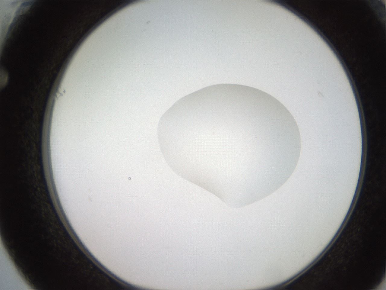 folderID233_plateID2233_batchID10121_wellNum61_profileID1_d1_r154327_ef.jpg
