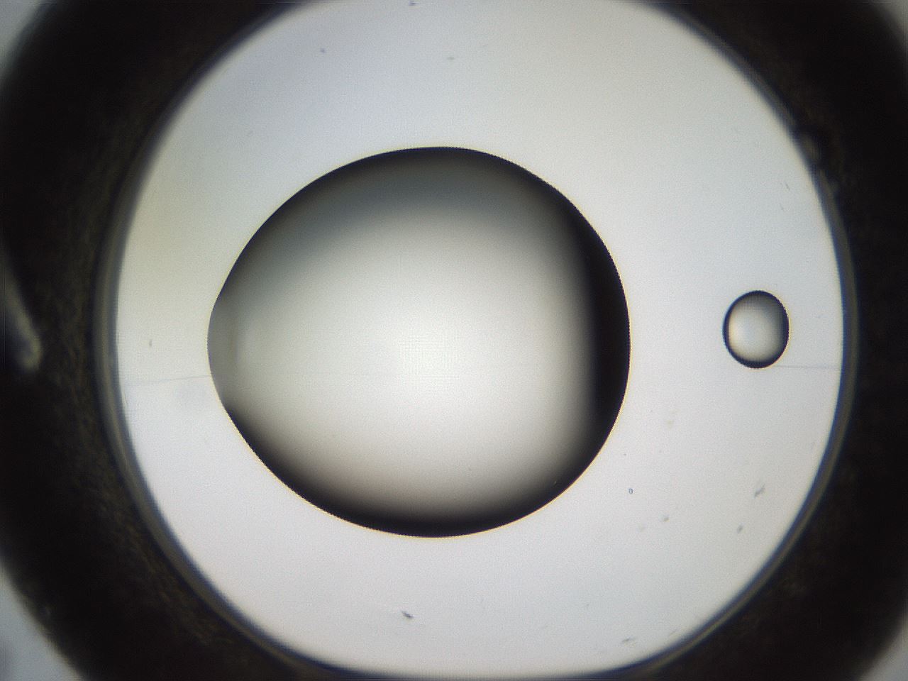 folderID233_plateID2233_batchID10121_wellNum7_profileID1_d1_r154273_ef.jpg