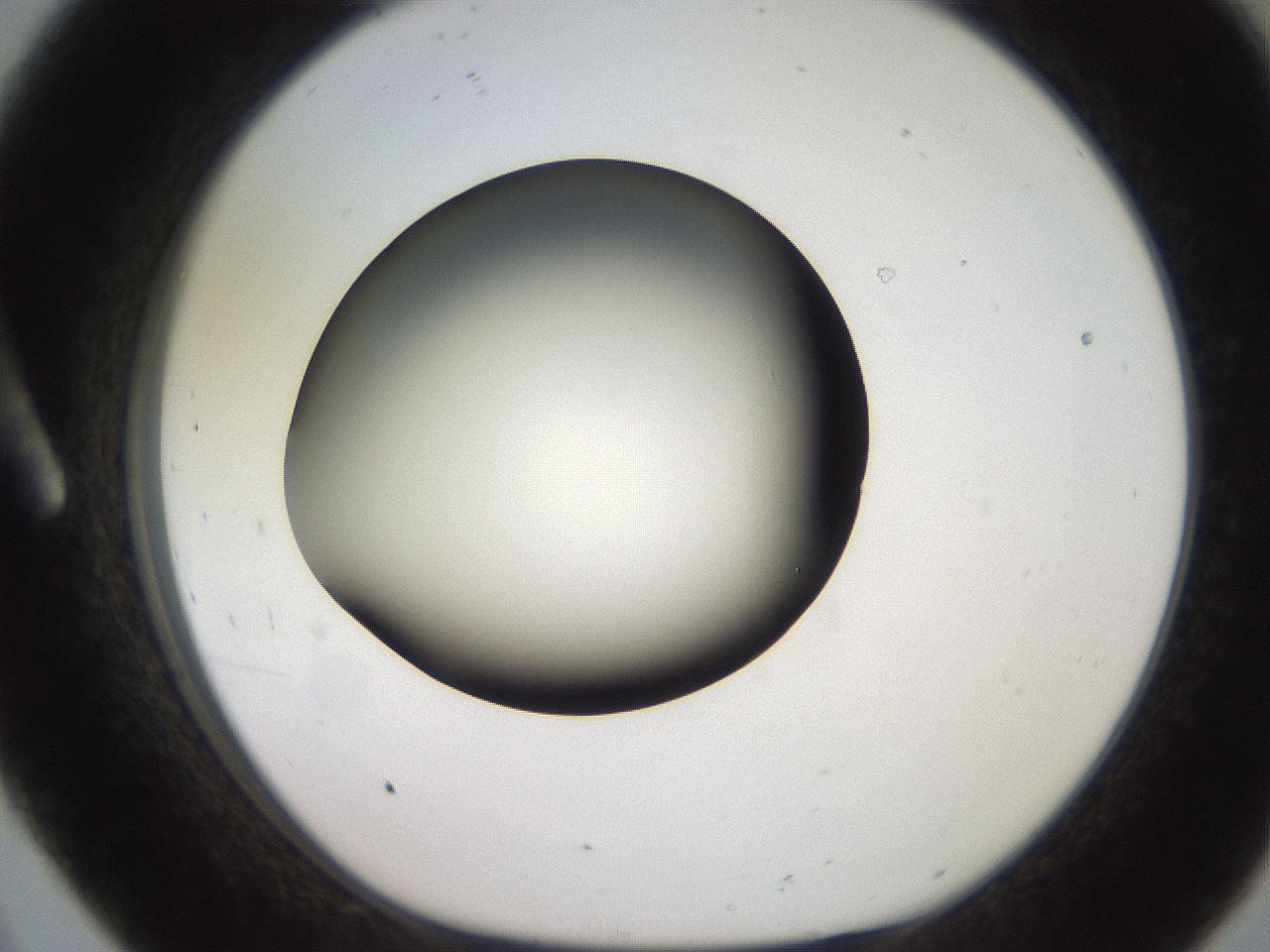 folderID233_plateID2233_batchID10121_wellNum8_profileID1_d1_r154274_ef.jpg