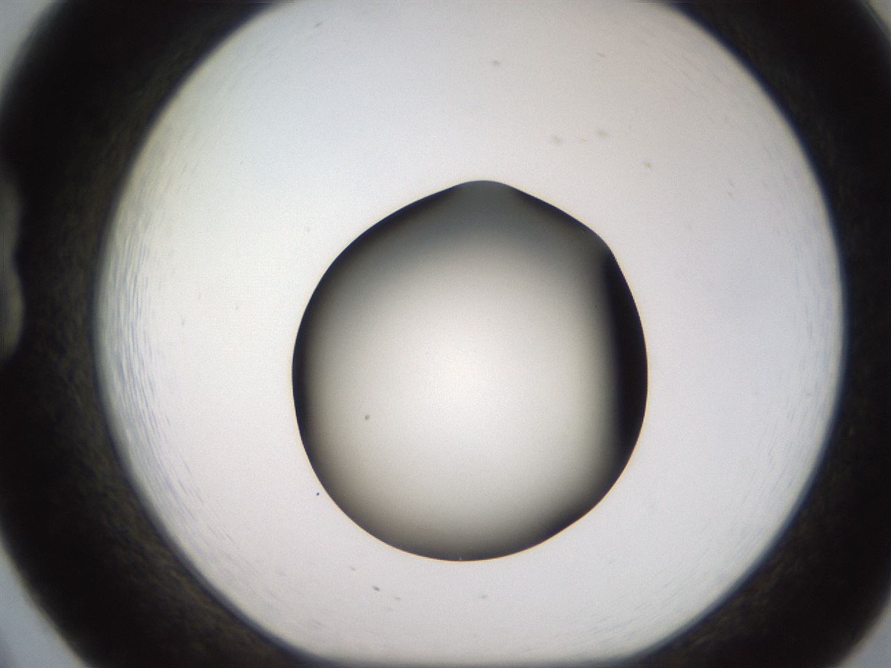 folderID233_plateID2233_batchID10121_wellNum20_profileID1_d1_r154286_ef.jpg