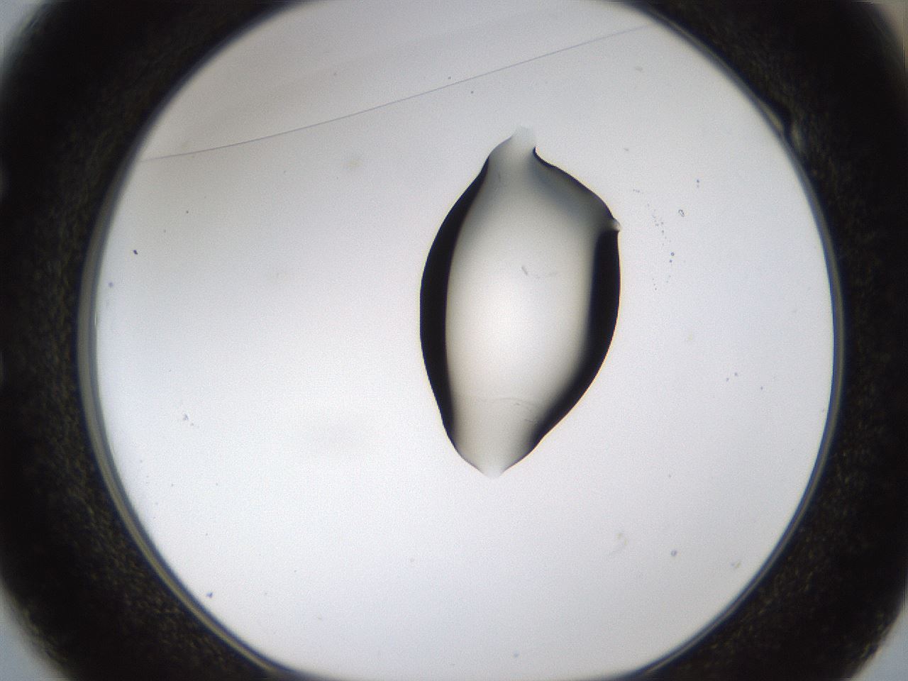 folderID236_plateID1236_batchID3800_wellNum49_profileID1_d1_r71890_ef.jpg