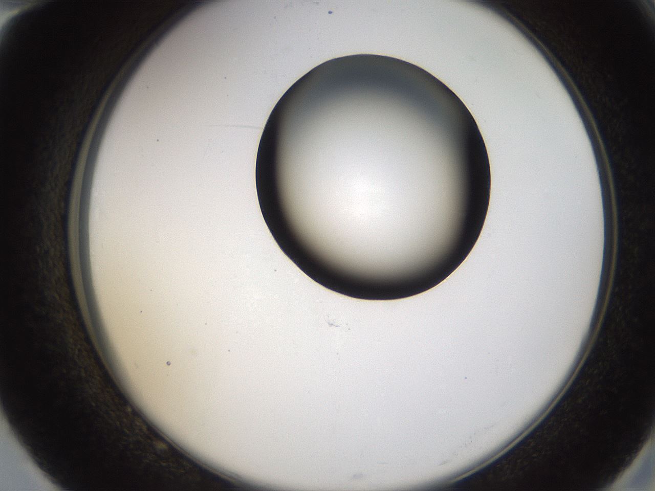 folderID231_plateID1231_batchID3778_wellNum82_profileID1_d2_r71827_ef.jpg
