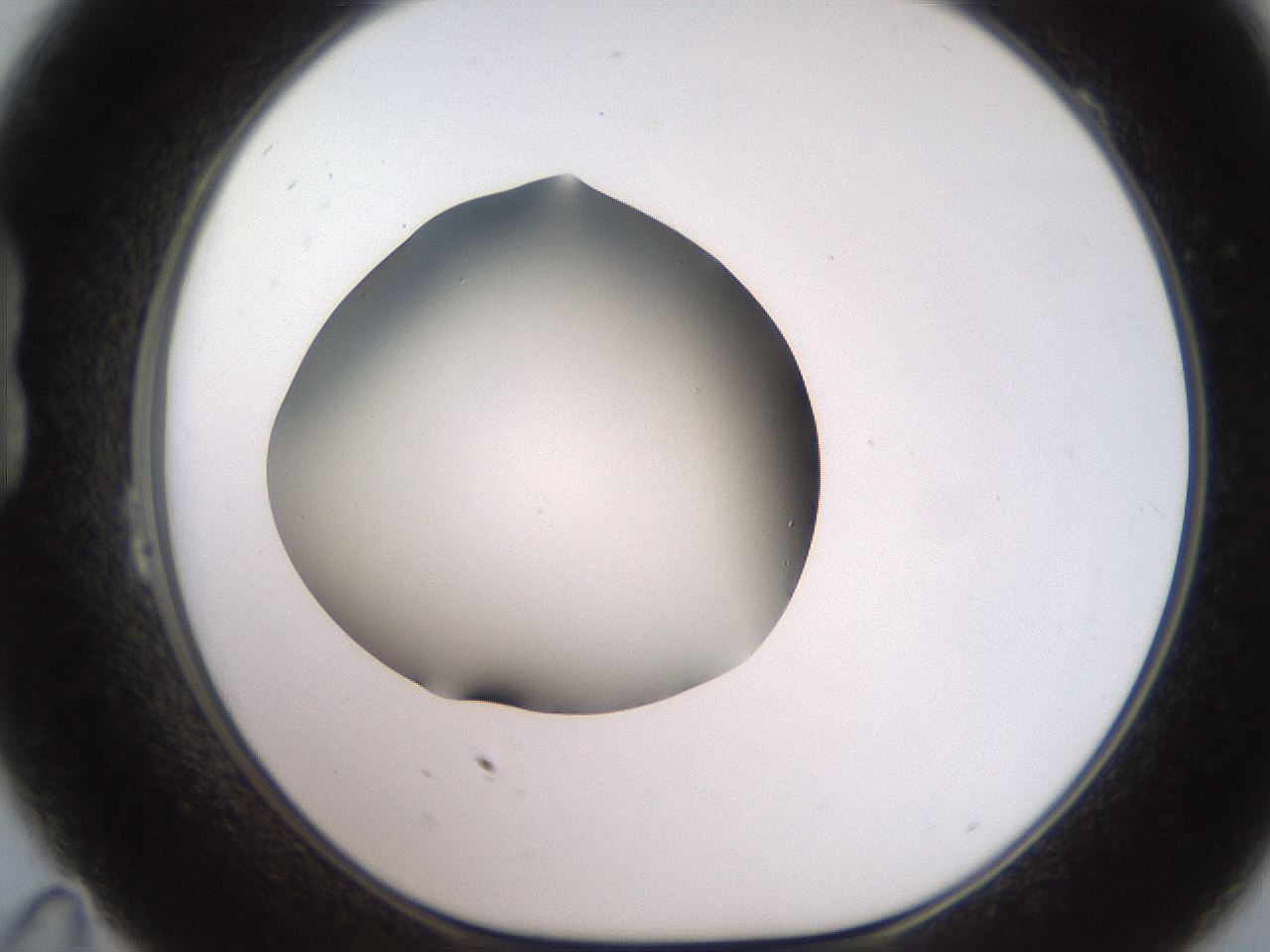 folderID234_plateID2234_batchID10122_wellNum23_profileID1_d1_r154385_ef.jpg