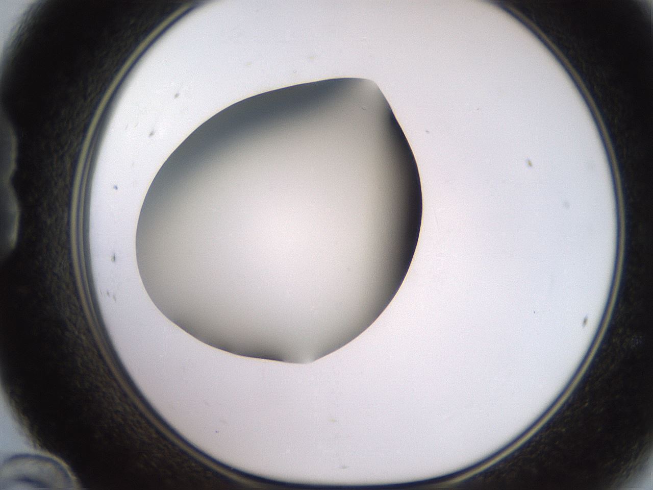 folderID234_plateID2234_batchID10122_wellNum24_profileID1_d1_r154386_ef.jpg