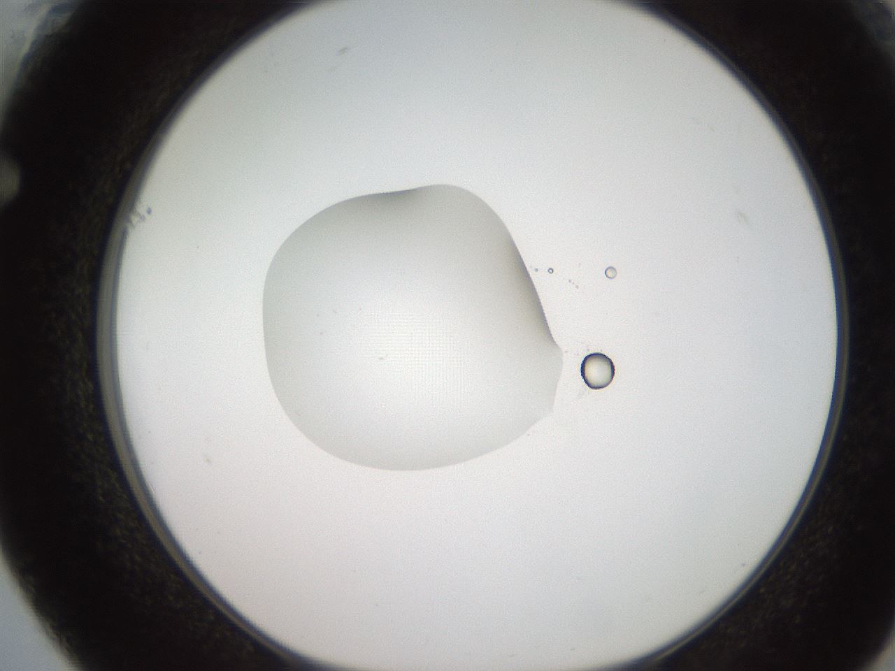 folderID234_plateID2234_batchID10122_wellNum61_profileID1_d1_r154423_ef.jpg