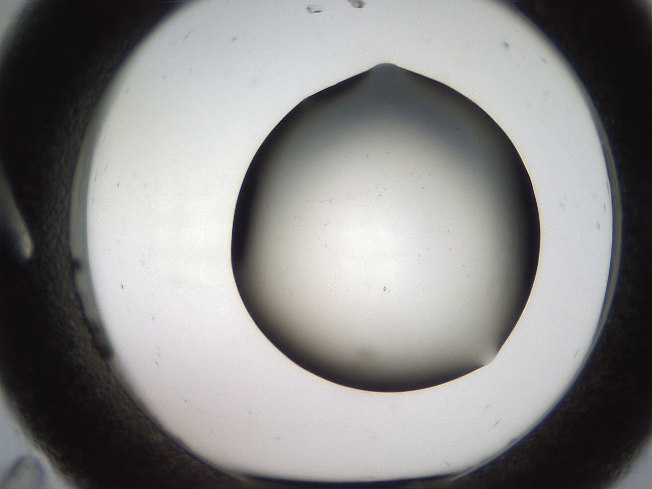 folderID235_plateID2235_batchID10125_wellNum11_profileID1_d1_r154469_ef.jpg