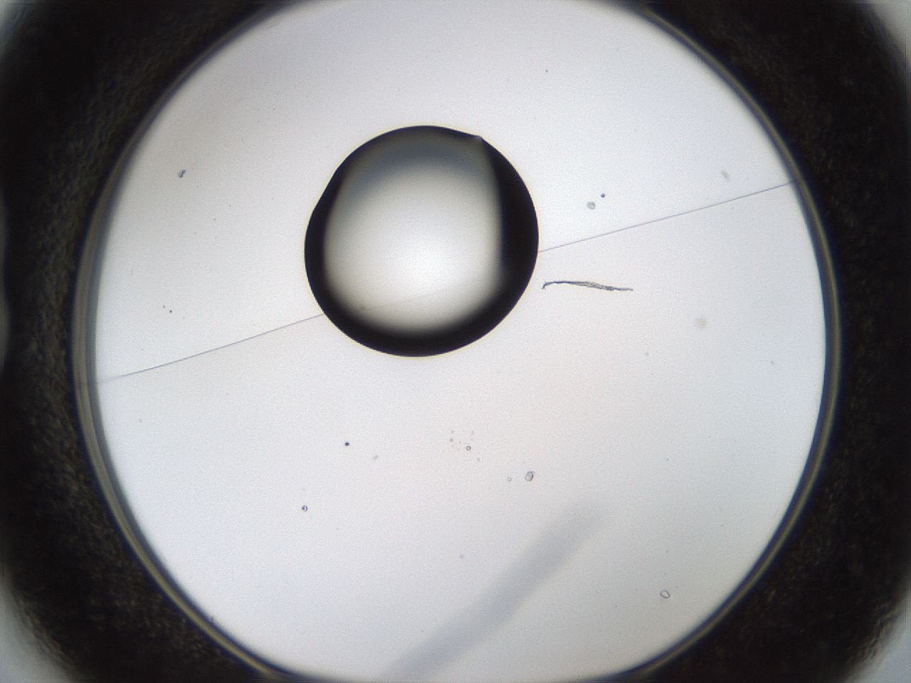 folderID236_plateID1236_batchID3800_wellNum13_profileID1_d1_r71854_ef.jpg