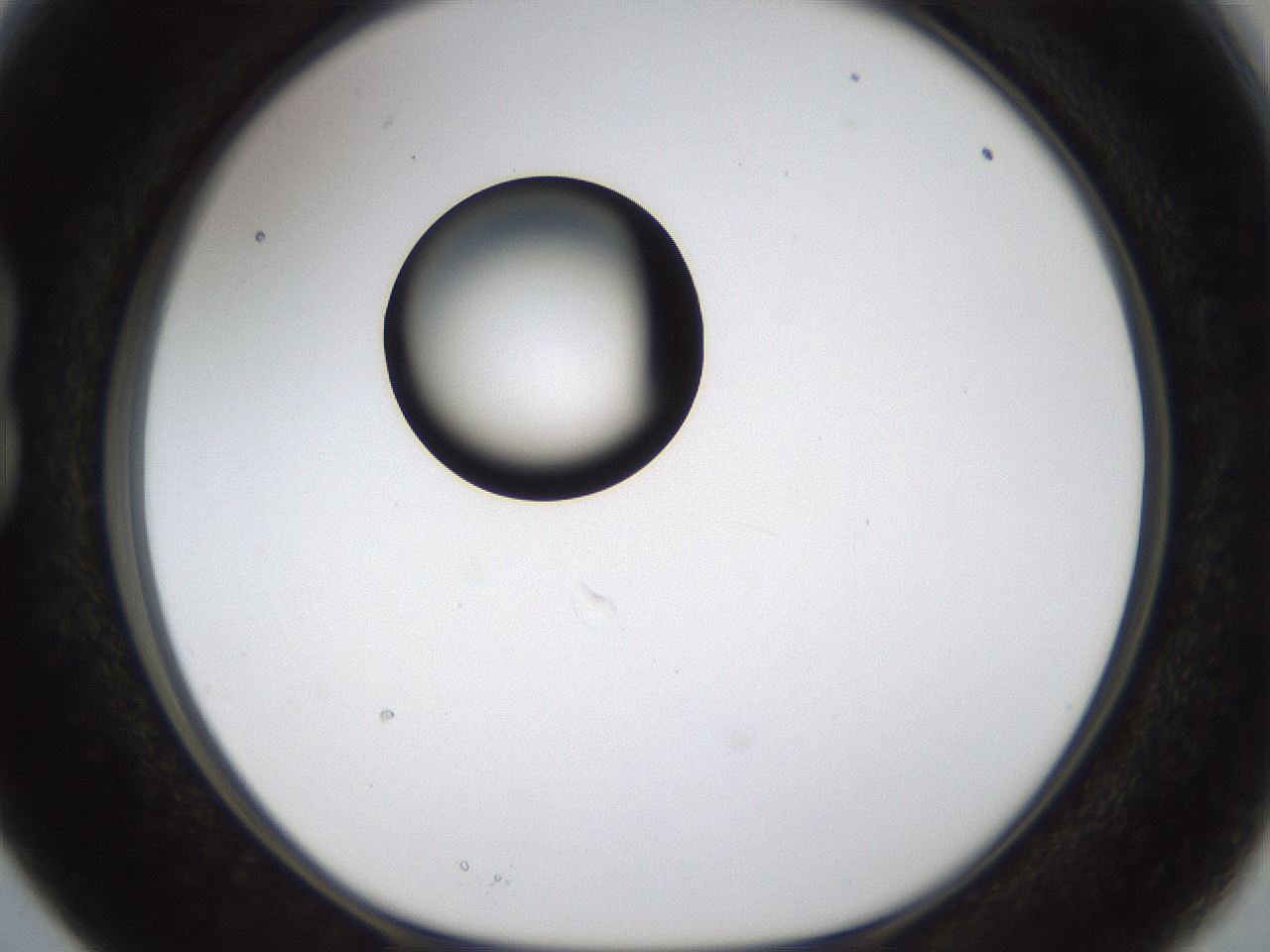 folderID236_plateID1236_batchID3800_wellNum15_profileID1_d1_r71856_ef.jpg