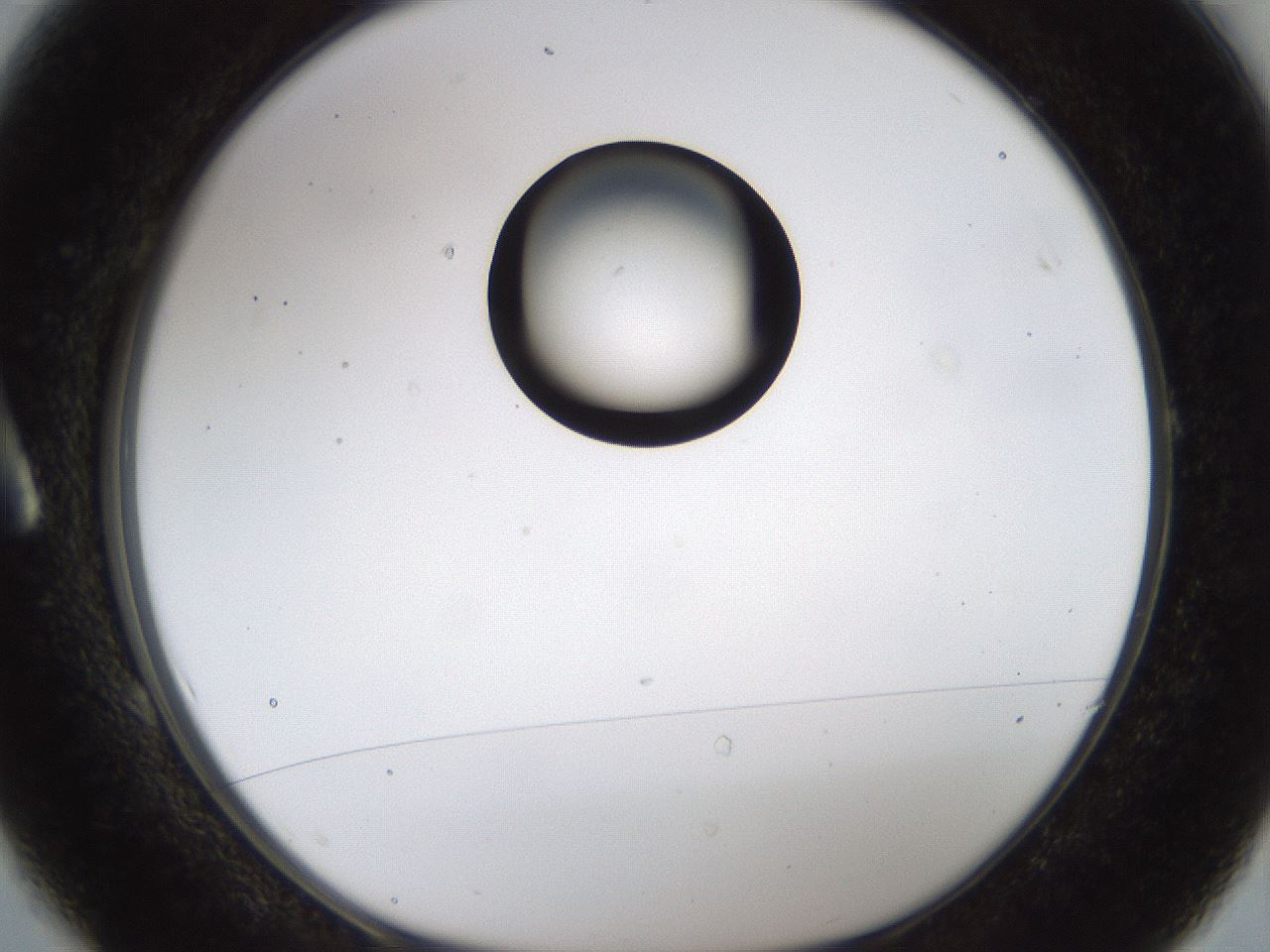 folderID236_plateID1236_batchID3800_wellNum1_profileID1_d1_r71842_ef.jpg
