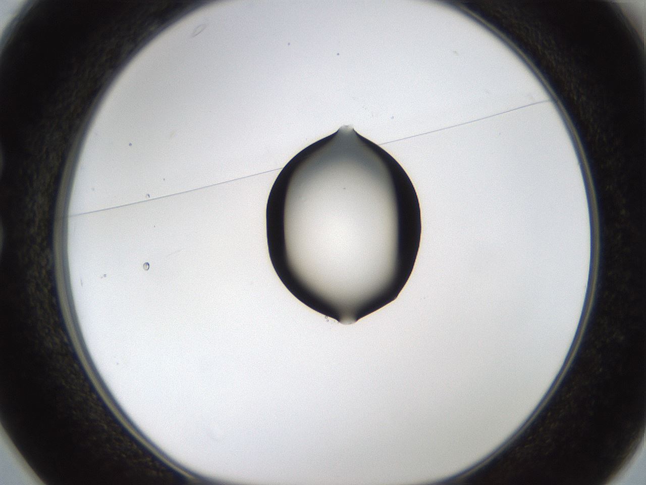 folderID236_plateID1236_batchID3800_wellNum25_profileID1_d1_r71866_ef.jpg