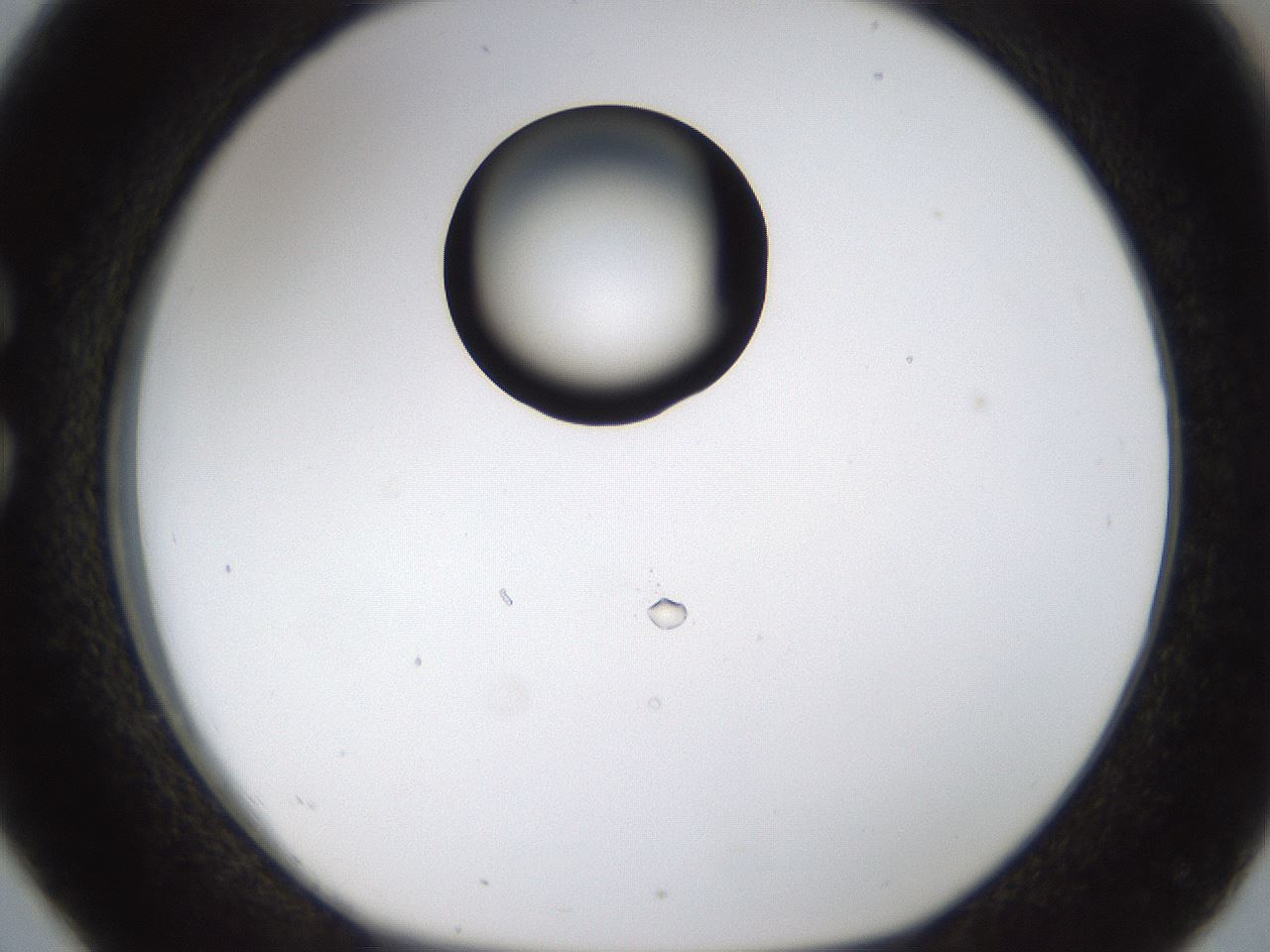 folderID236_plateID1236_batchID3800_wellNum26_profileID1_d1_r71867_ef.jpg
