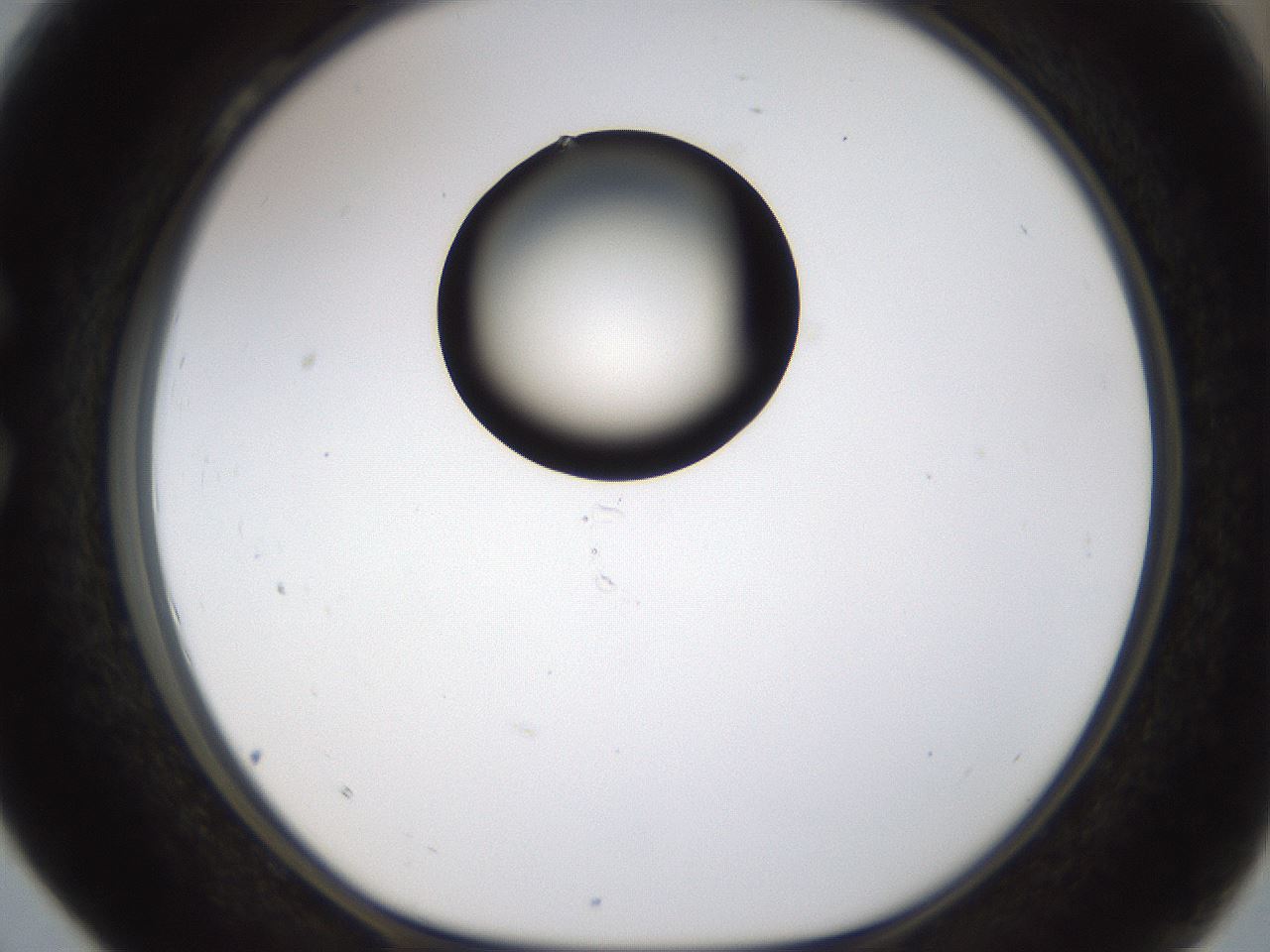folderID236_plateID1236_batchID3800_wellNum28_profileID1_d1_r71869_ef.jpg