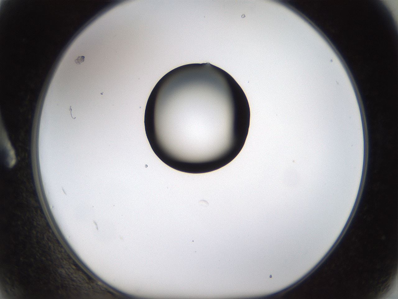 folderID236_plateID1236_batchID3800_wellNum2_profileID1_d1_r71843_ef.jpg