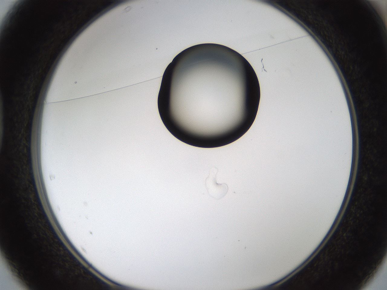 folderID236_plateID1236_batchID3800_wellNum37_profileID1_d1_r71878_ef.jpg