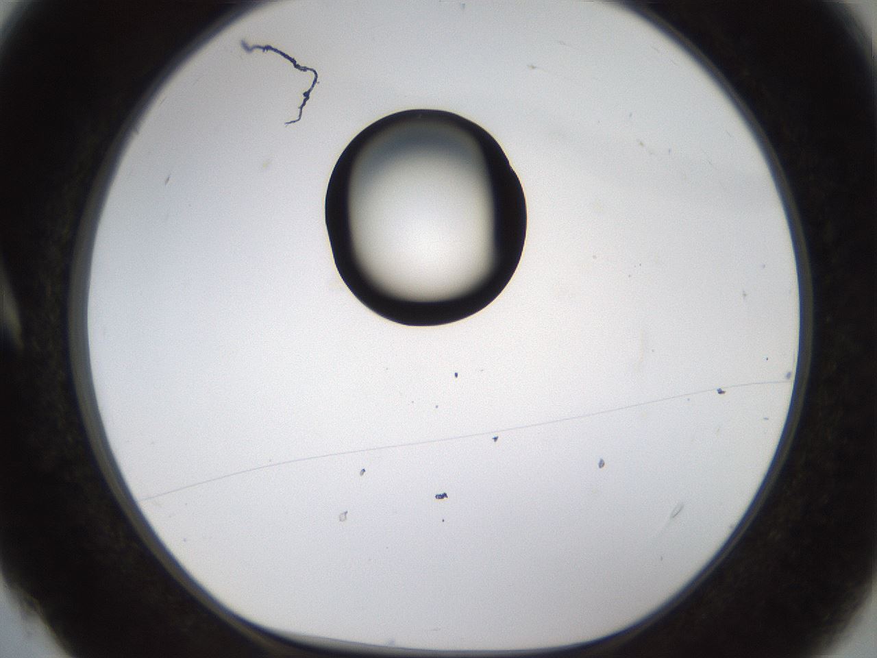 folderID236_plateID1236_batchID3800_wellNum4_profileID1_d1_r71845_ef.jpg