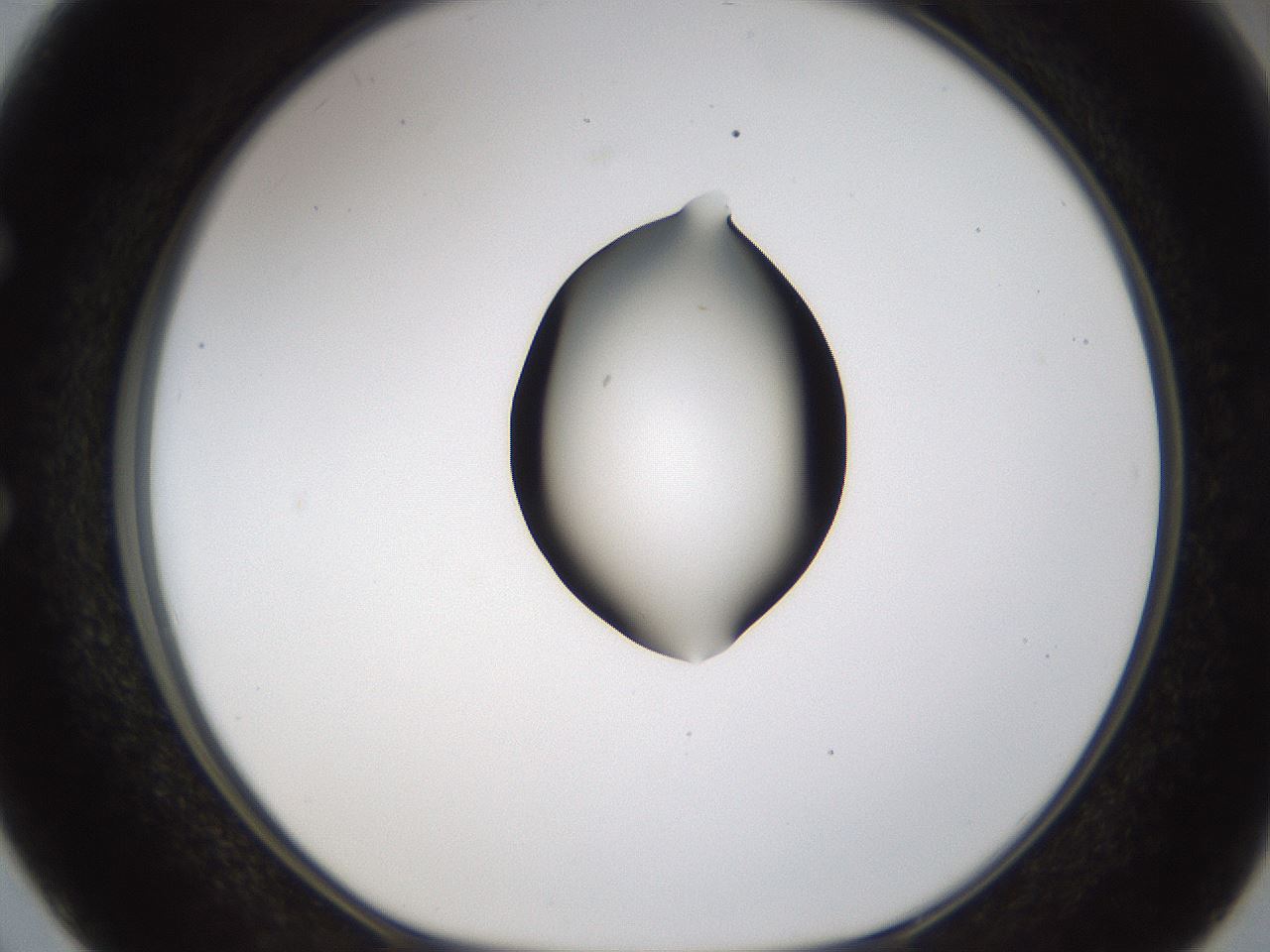 folderID236_plateID1236_batchID3800_wellNum50_profileID1_d1_r71891_ef.jpg