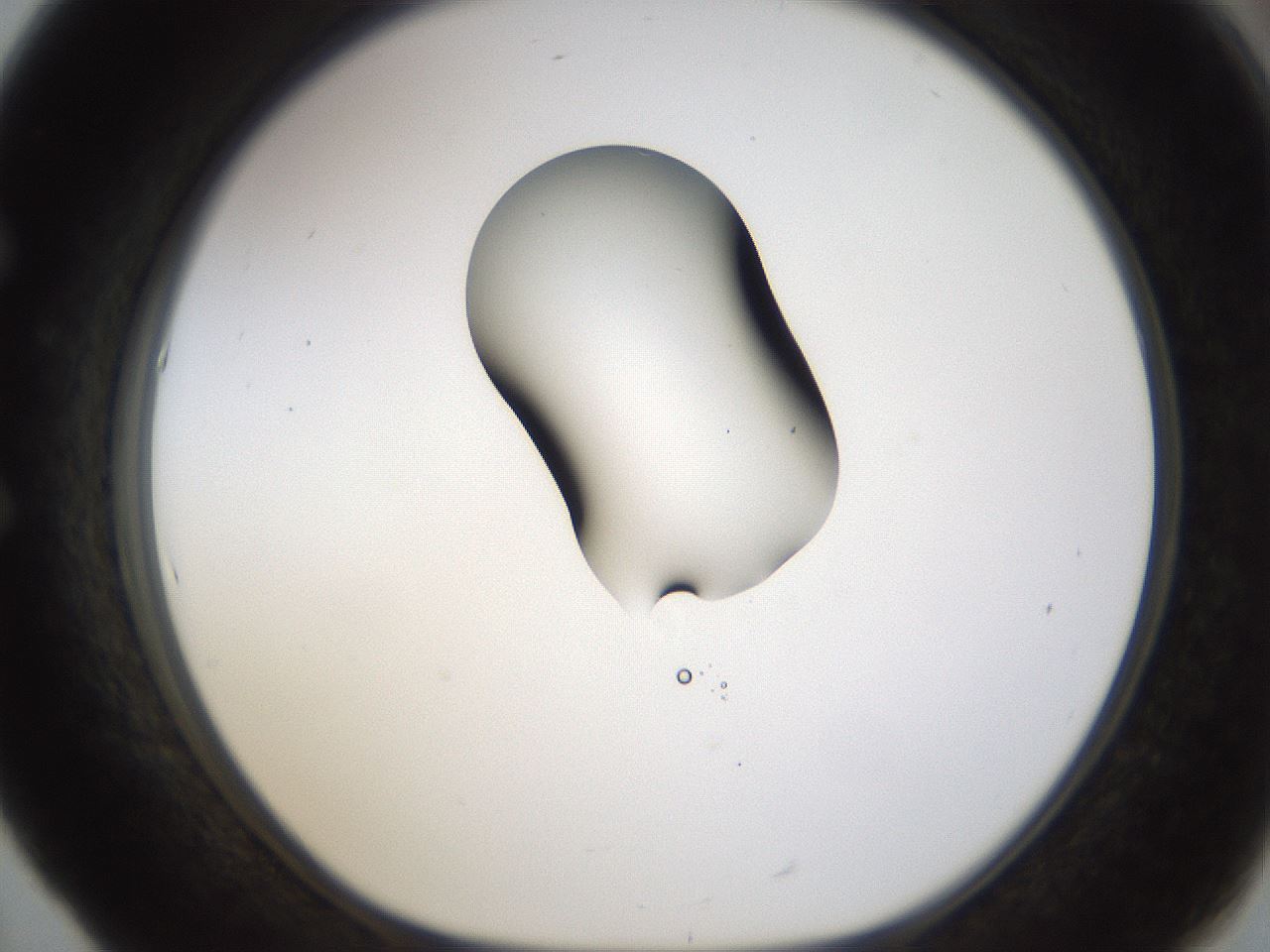 folderID236_plateID1236_batchID3800_wellNum53_profileID1_d1_r71894_ef.jpg