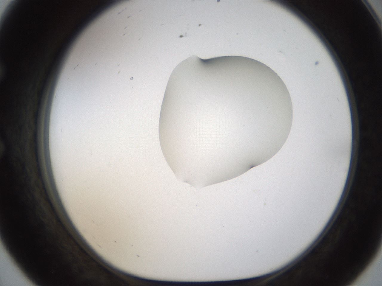 folderID236_plateID1236_batchID3800_wellNum56_profileID1_d1_r71897_ef.jpg