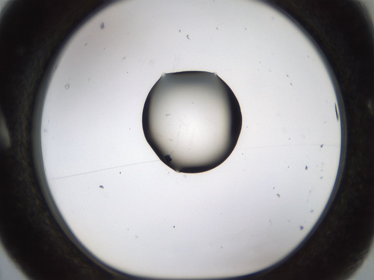folderID236_plateID1236_batchID3800_wellNum5_profileID1_d1_r71846_ef.jpg