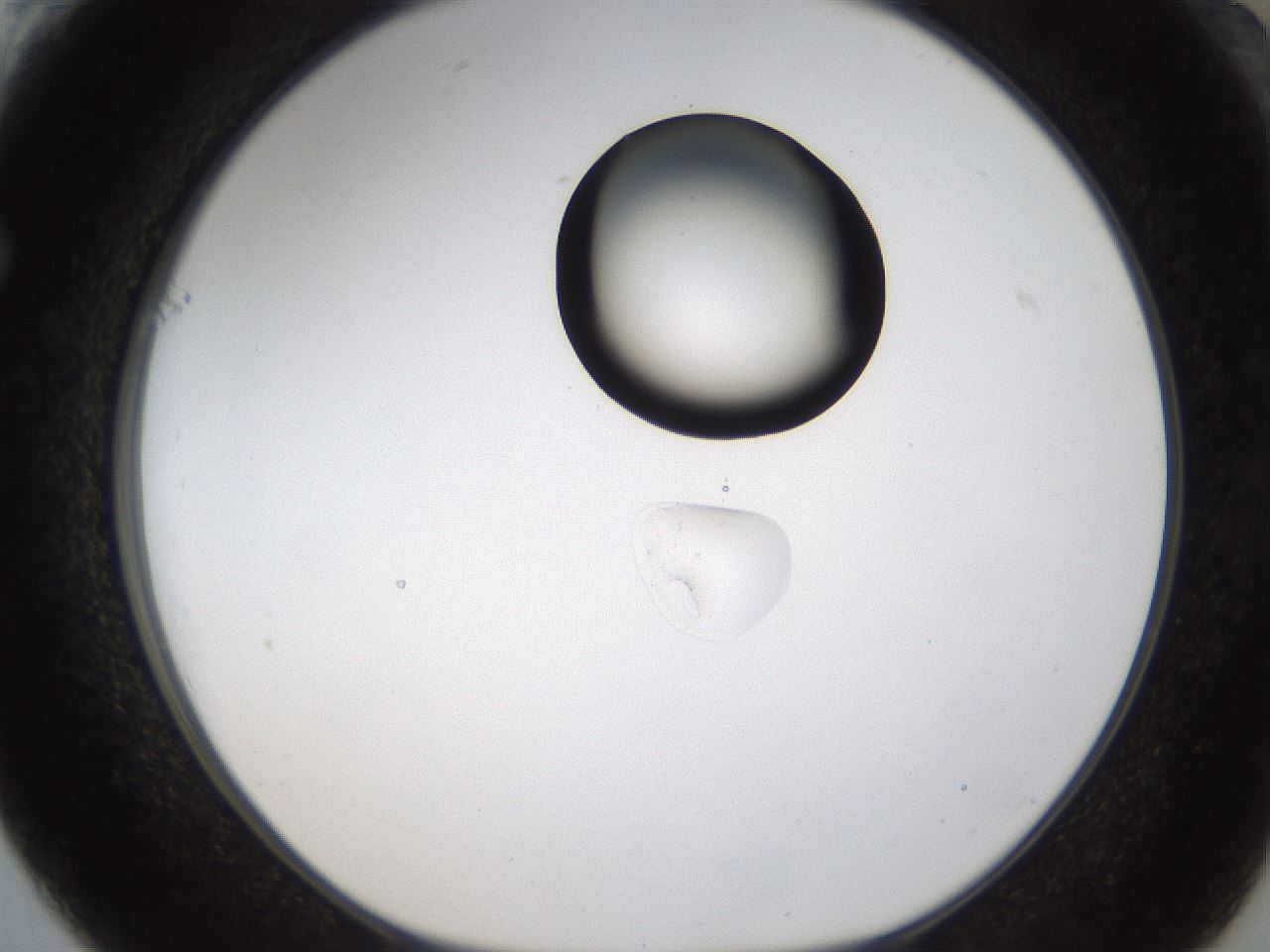 folderID236_plateID1236_batchID3800_wellNum61_profileID1_d1_r71902_ef.jpg