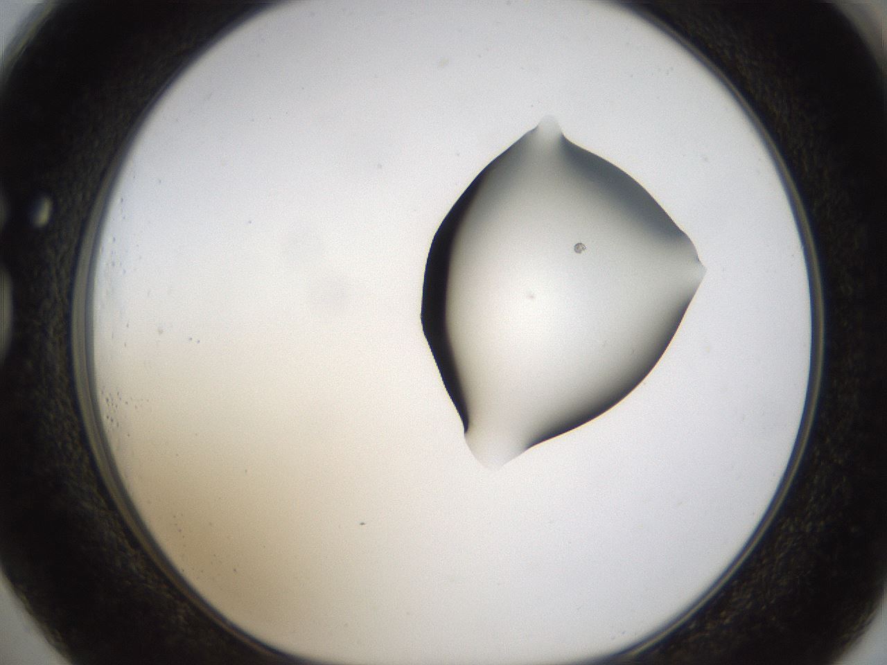 folderID236_plateID1236_batchID3800_wellNum73_profileID1_d1_r71914_ef.jpg
