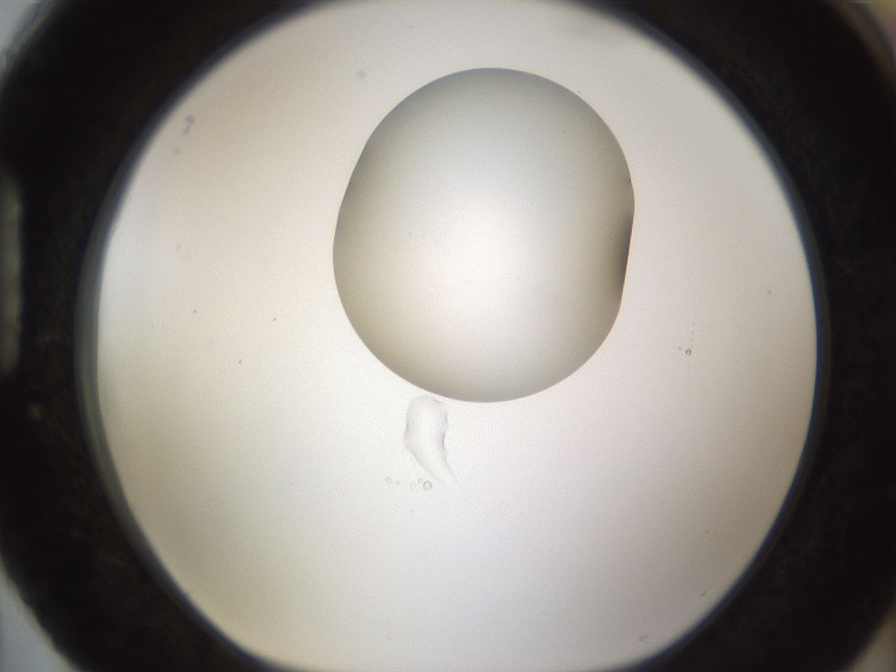 folderID236_plateID1236_batchID3800_wellNum88_profileID1_d1_r71929_ef.jpg