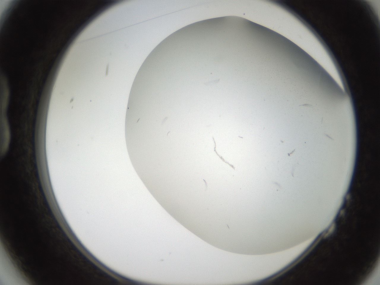 folderID236_plateID2236_batchID10126_wellNum14_profileID1_d1_r154568_ef.jpg