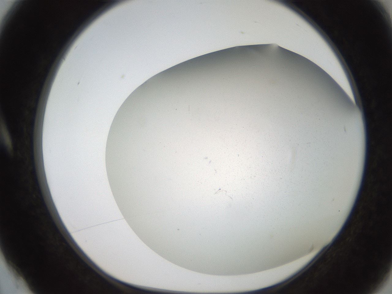 folderID236_plateID2236_batchID10126_wellNum4_profileID1_d1_r154558_ef.jpg