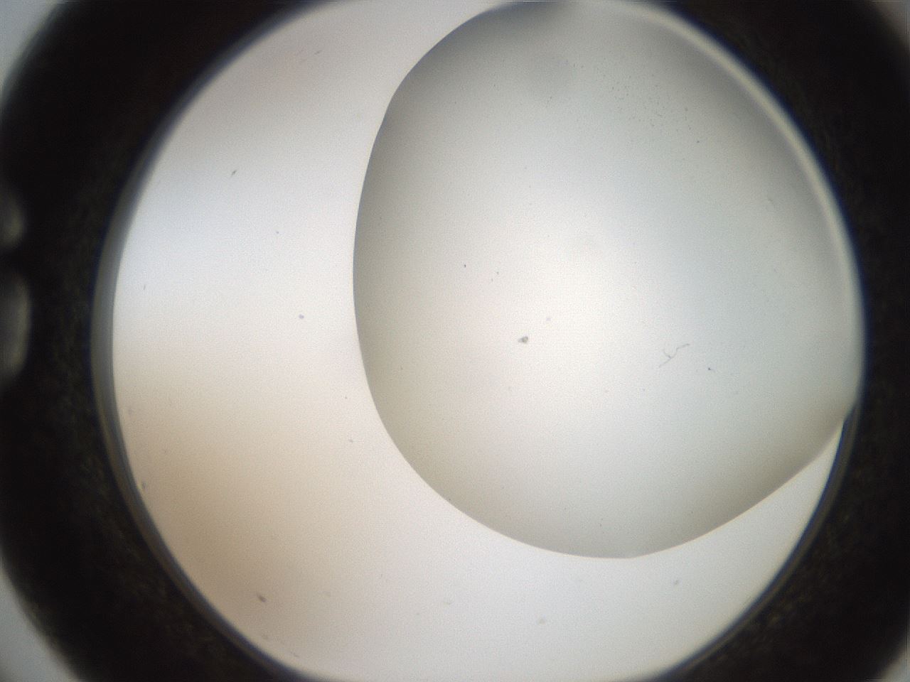 folderID236_plateID2236_batchID10126_wellNum75_profileID1_d1_r154629_ef.jpg
