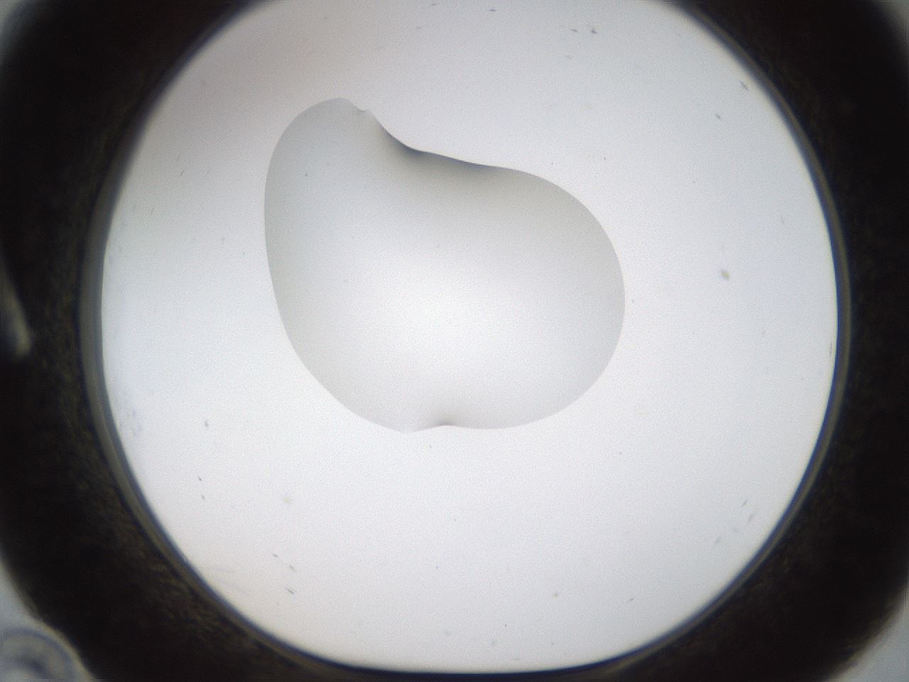 folderID238_plateID1238_batchID3807_wellNum10_profileID1_d1_r72043_ef.jpg