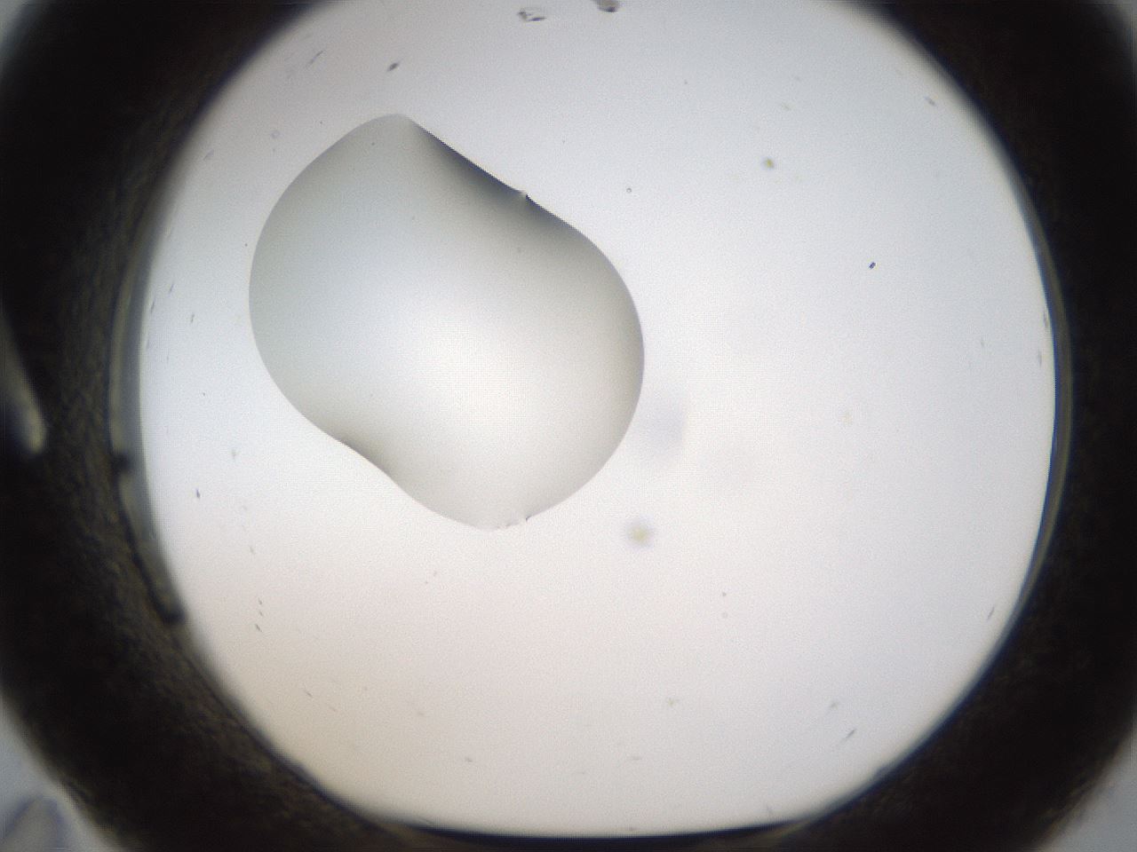 folderID238_plateID1238_batchID3807_wellNum11_profileID1_d1_r72044_ef.jpg