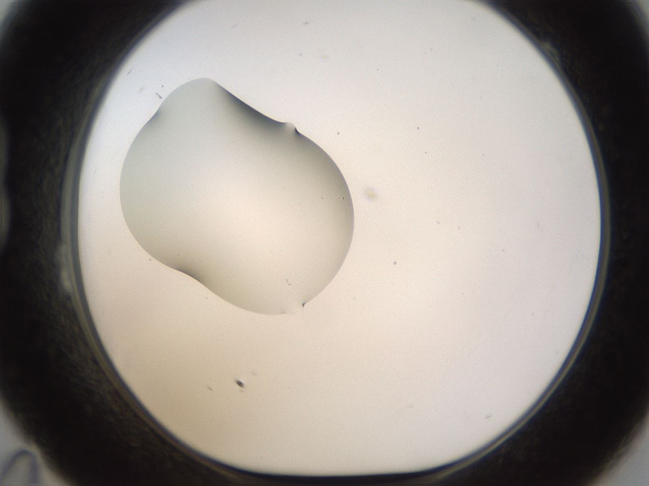 folderID238_plateID1238_batchID3807_wellNum23_profileID1_d1_r72056_ef.jpg