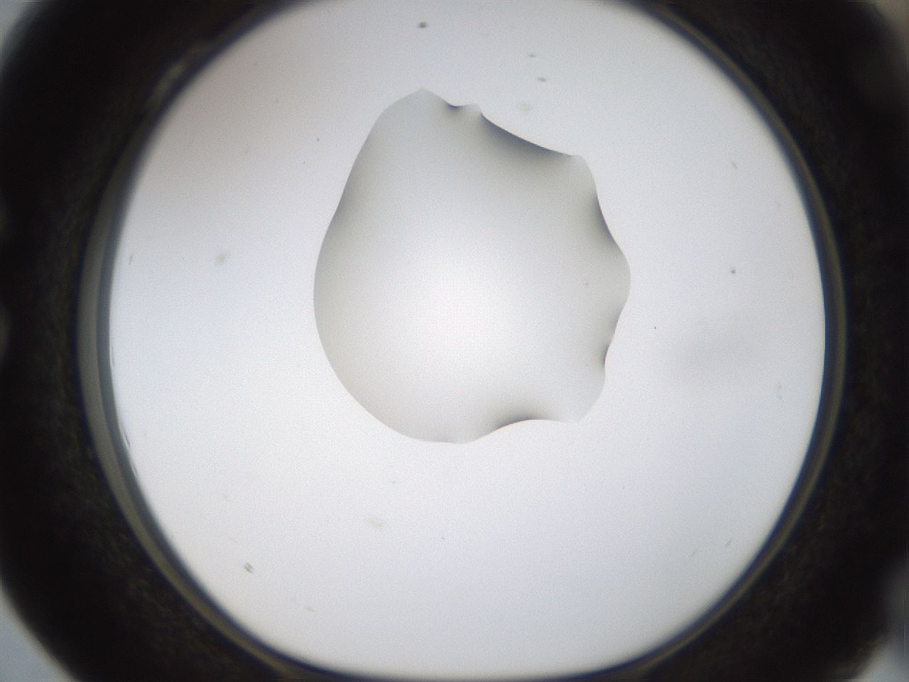 folderID238_plateID1238_batchID3807_wellNum28_profileID1_d1_r72061_ef.jpg