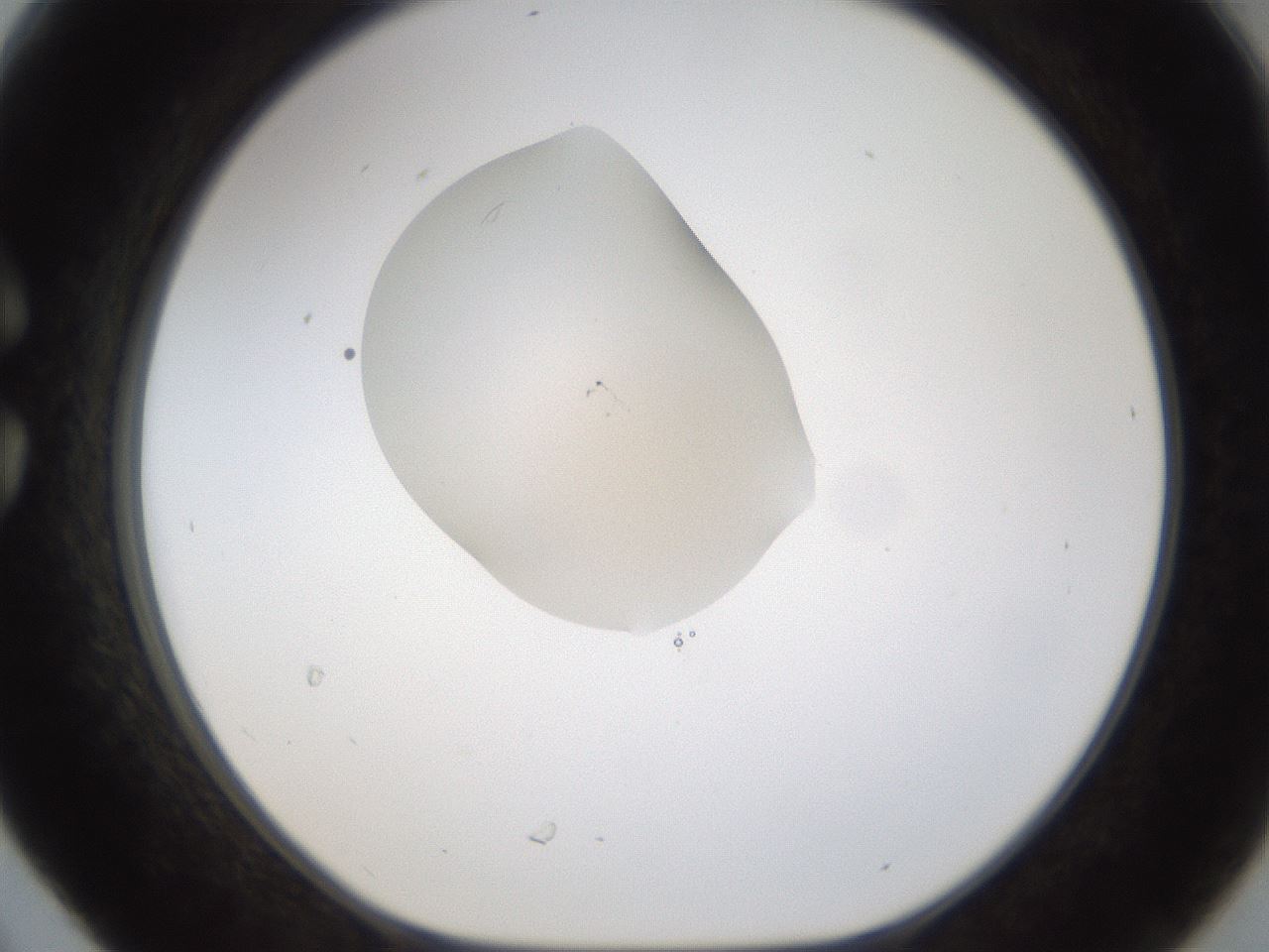 folderID238_plateID1238_batchID3807_wellNum30_profileID1_d1_r72063_ef.jpg