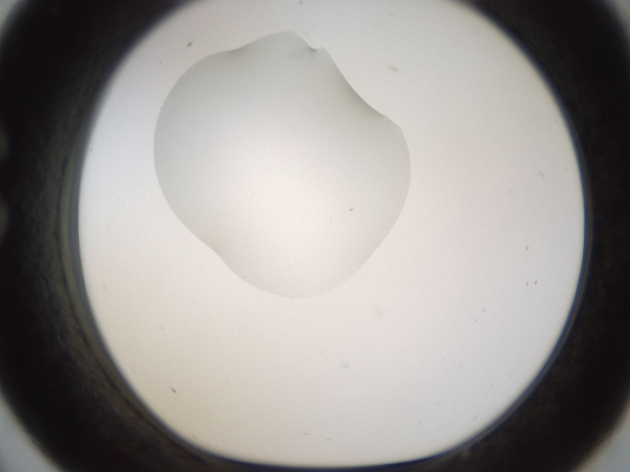 folderID238_plateID1238_batchID3807_wellNum33_profileID1_d1_r72066_ef.jpg