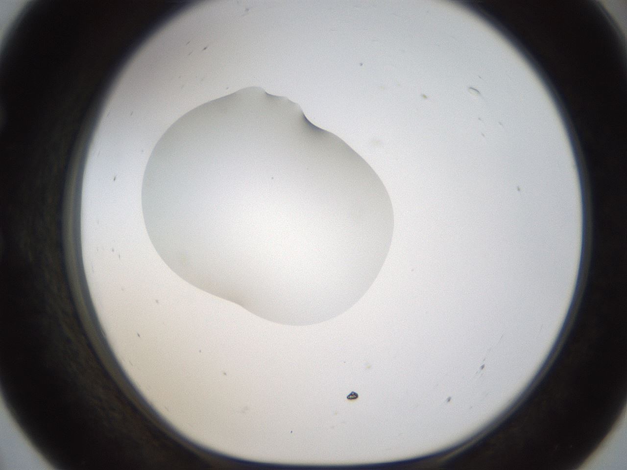 folderID238_plateID1238_batchID3807_wellNum55_profileID1_d1_r72088_ef.jpg