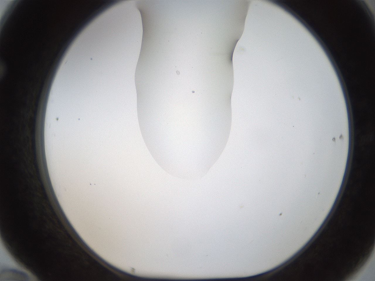 folderID238_plateID1238_batchID3807_wellNum70_profileID1_d1_r72103_ef.jpg