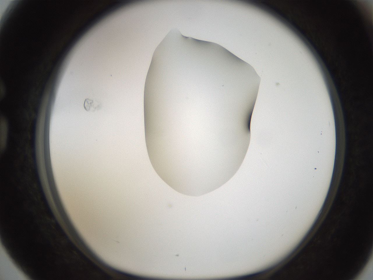 folderID238_plateID1238_batchID3807_wellNum76_profileID1_d1_r72109_ef.jpg