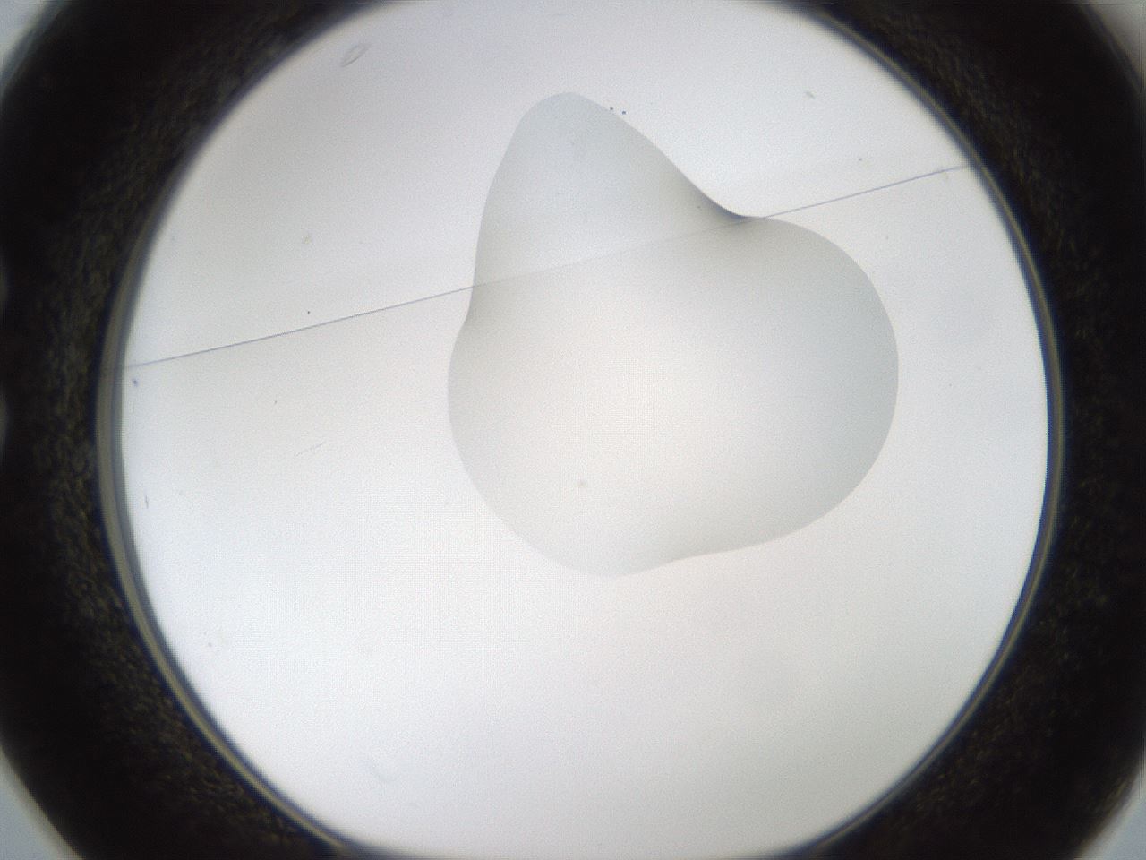 folderID238_plateID1238_batchID3807_wellNum25_profileID1_d1_r72058_ef.jpg