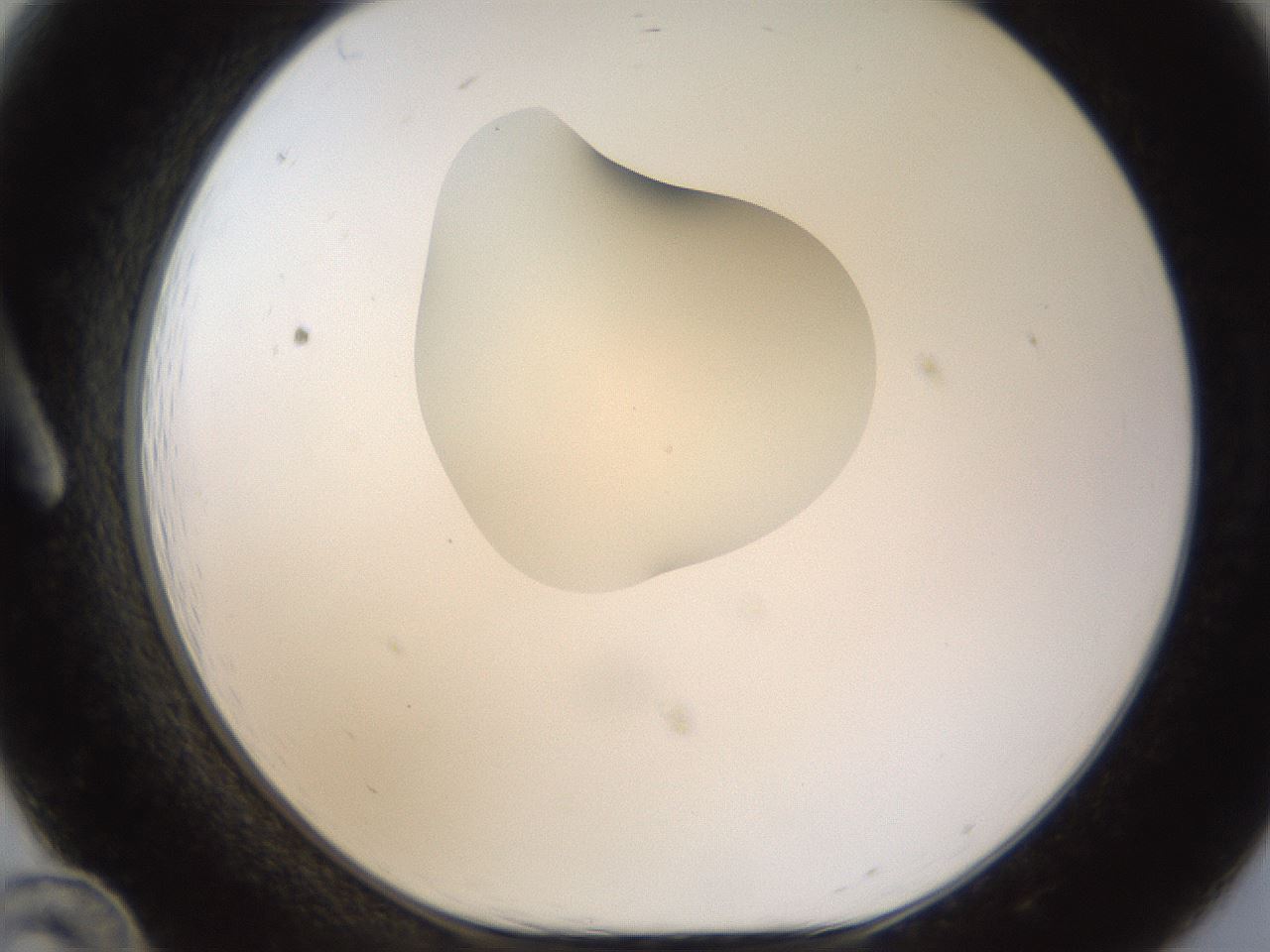 folderID239_plateID1239_batchID3802_wellNum12_profileID1_d1_r71949_ef.jpg