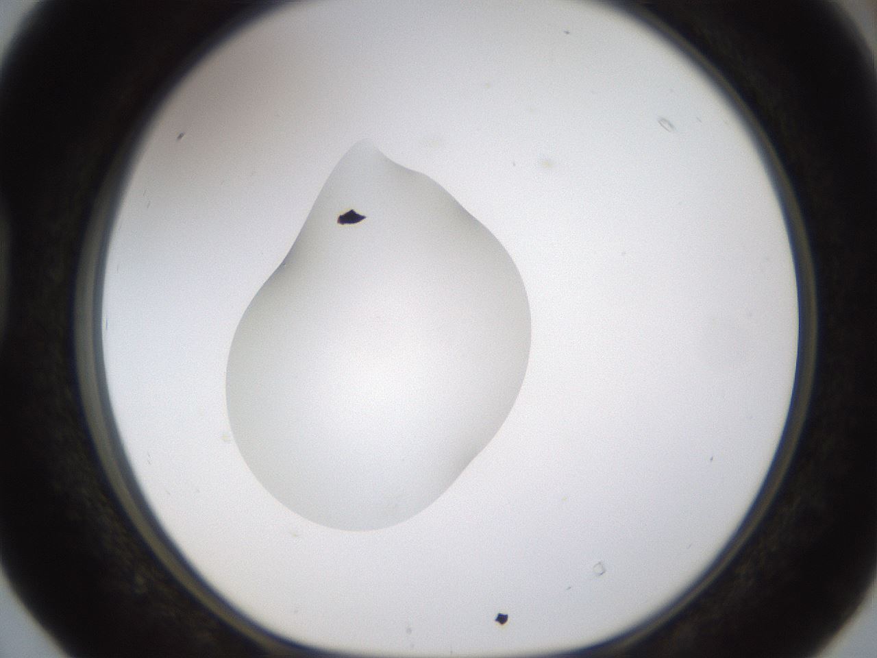 folderID239_plateID1239_batchID3802_wellNum40_profileID1_d1_r71977_ef.jpg