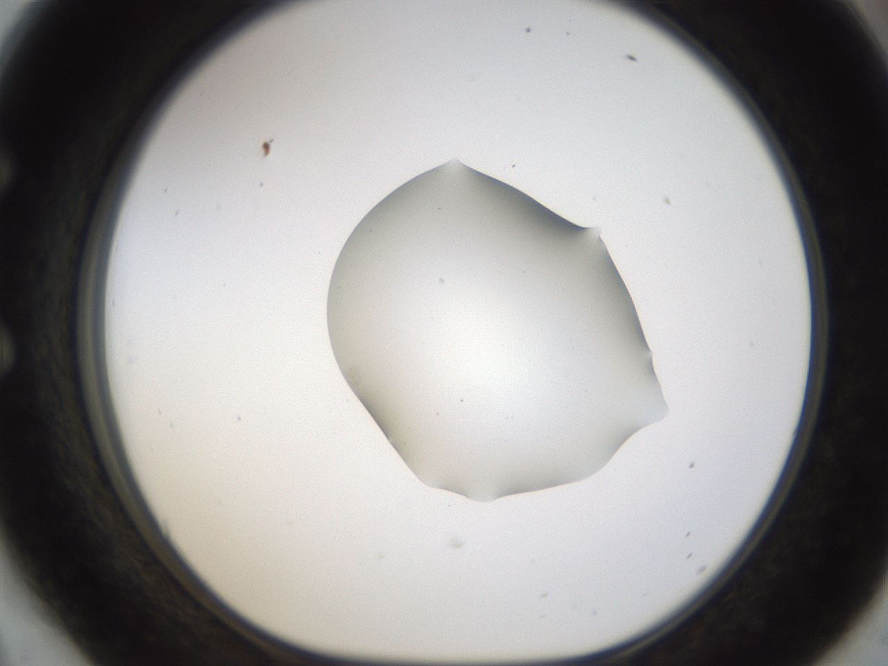 folderID239_plateID1239_batchID3802_wellNum54_profileID1_d1_r71991_ef.jpg